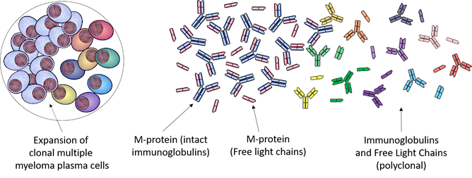 Illustration of monoclonal antibody response in immunology: a single B cell clone proliferating into identical plasma cells (left) producing uniform Y-shaped antibodies of the same colour and specificity (right), contrasting with polyclonal diversity.