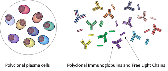 Illustration of polyclonal antibody response in immunology: a B cell clone producing various antibodies (left) and diverse colourful Y-shaped antibodies binding to antigens (right).